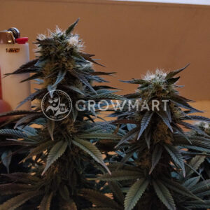 CBD_Yummy_Feminizované_semena_konopí