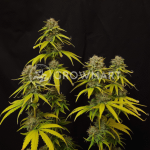 CBG_Force_seminka_konopi_1