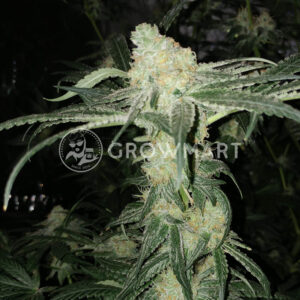 COOKIES-&-CREAM-CHEESE_Feminizovana_seminka_konopi