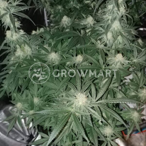 COOKIES-&-CREAM-CHEESE_Feminizovana_seminka_konopi