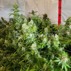 COOKIES-&-CREAM-CHEESE_Feminizovana_seminka_konopi