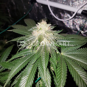 California_indica_Autoflower_semínka_konopí