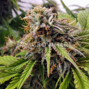 Caramella_Auto_Autoflowering_semínka_konopí