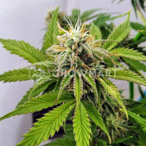 Caramella_Auto_Autoflowering_semínka_konopí