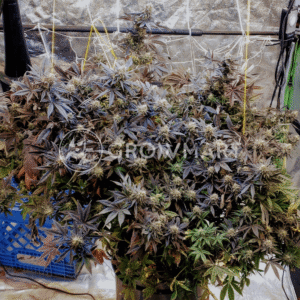 Caramelo_Regular_seminka_konopi