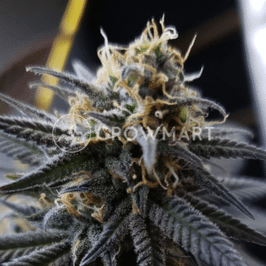 Caramelo_Regular_seminka_konopi