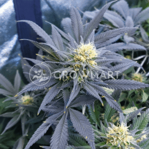 Caramelo_Regular_seminka_konopi