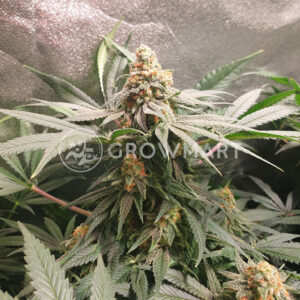 Cbd_Critical_Mass_Feminizované_semena_konopí