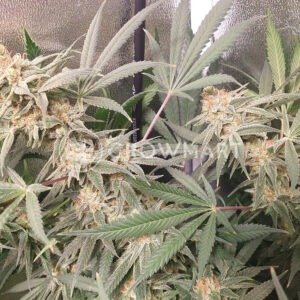 Cbd_Critical_Mass_Feminizované_semena_konopí