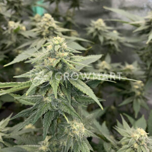 Challah_Bread_seminka_konopi