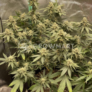 Challah_Bread_seminka_konopi