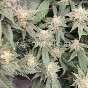 Challah_Bread_seminka_konopi