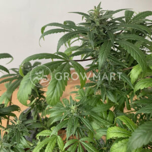 Charlottes_Dream_CBD_seminka_konopi