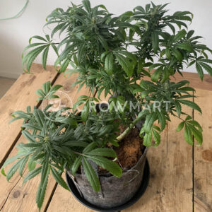 Charlottes_Dream_CBD_seminka_konopi
