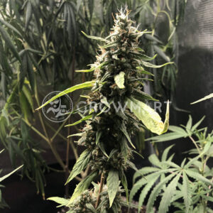 Charlottes_Dream_CBD_Auto_seminka_konopi