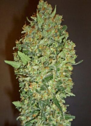 00 Seeds - Cheese Berry | Feminized cannabis seeds - Image 10