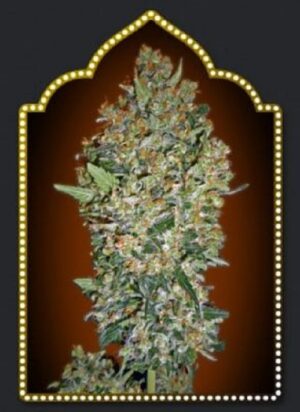 00 Seeds - Cheese Berry | Feminized cannabis seeds - Image 5
