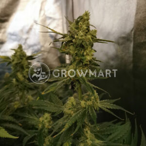 Cheese_Feminizované_konopná_semínka