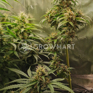 Cheese_Auto_Auto_Autoflowering_semínka_konopí