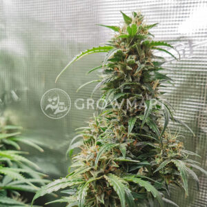 Cheese_Auto_Auto_Autoflowering_semínka_konopí