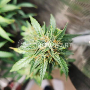Cheese_Auto_Auto_Autoflowering_semínka_konopí