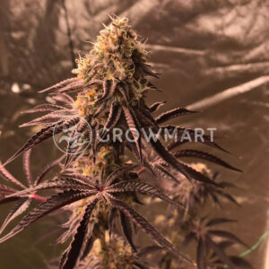 ChemPie_Feminizované_semena_konopí