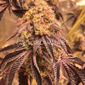 ChemPie_Feminizované_semena_konopí