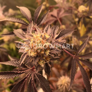 ChemPie_Feminizované_semena_konopí