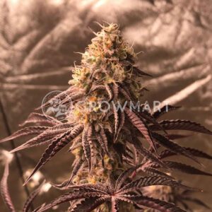 ChemPie_Feminizované_semena_konopí