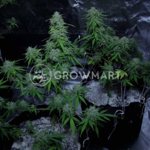 Chem_Bomb_Auto_seminka_konopi