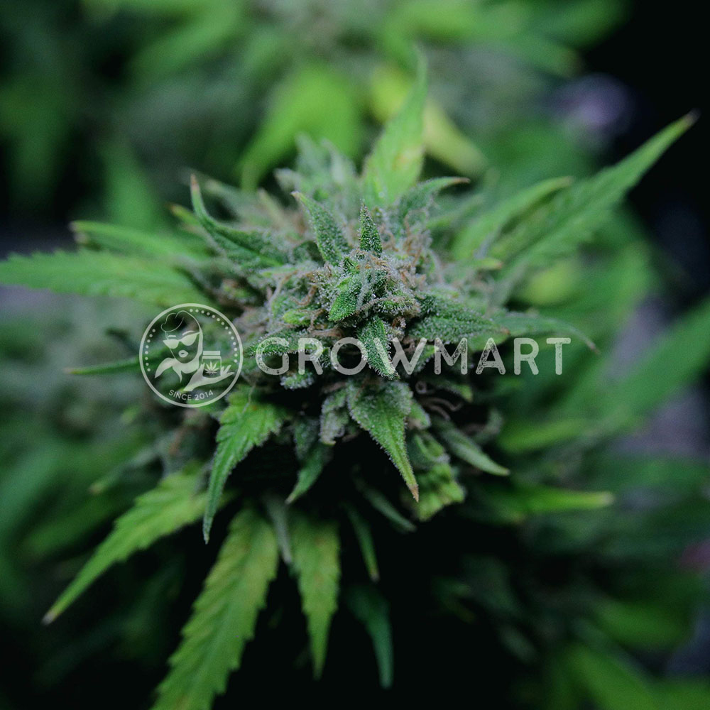 Chem_Bomb_Auto_seminka_konopi
