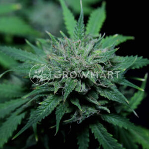 Chem_Bomb_Auto_seminka_konopi