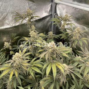 Cherry_18_seminka_konopi