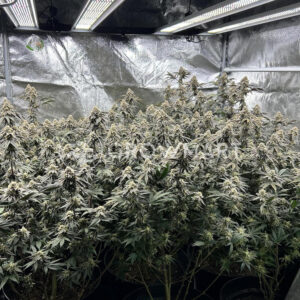 Cherry_18_seminka_konopi