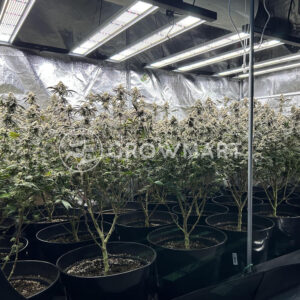 Cherry_18_seminka_konopi