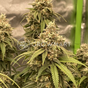 Cherry_Pie_Fast_Seminka_konopi