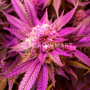 Chocolate_Cream_Feminizované_semínka_konopí