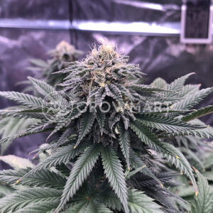 Chocolate_Mint_OG_seminka_konopi