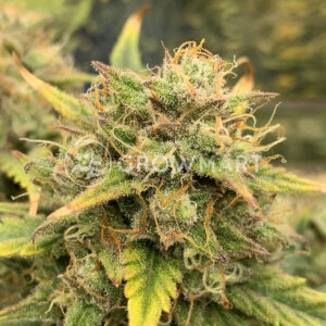 Chocolate_Mint_OG_Auto_seminka_konopi