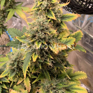 Chocolate_Mint_OG_Auto_seminka_konopi