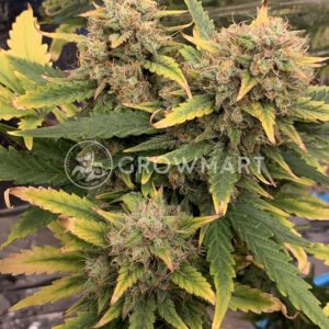 Chocolate_Mint_OG_Auto_seminka_konopi