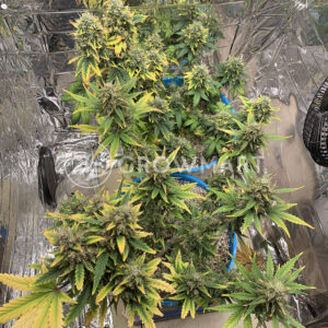 Chocolate_Mint_OG_Auto_seminka_konopi