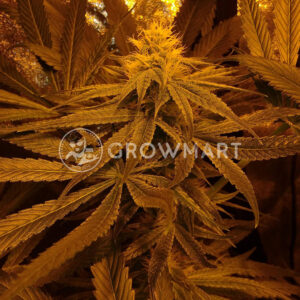 Chronic_Haze_Feminizovana_seminka_konopi