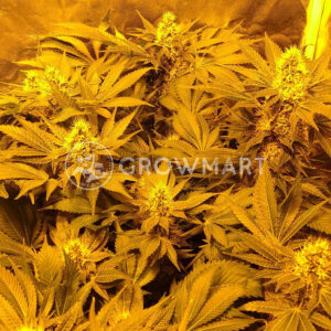 Chronic_Haze_Feminizovana_seminka_konopi