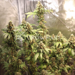 Humboldt Seed Organization - Cinnamon Buddha OG | Feminized Cannabis Seeds - Image 4