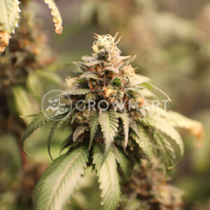 Cinnamon_Buddha_OG_Seminka_Konopi