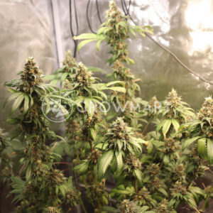 Humboldt Seed Organization - Cinnamon Buddha OG | Feminized Cannabis Seeds - Image 2