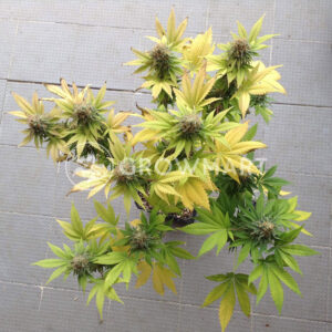 Clinical_White_CBD_Feminizované_semínka_konopí
