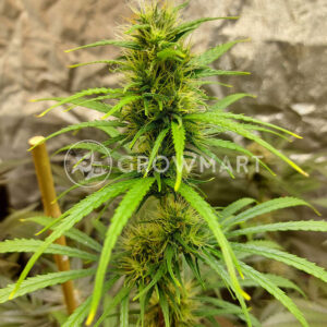 Congo_Regulerni_seminka_konopi