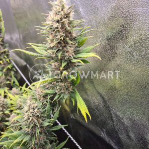 Cookies_Gelato_Feminizovaná_semínka_konopí